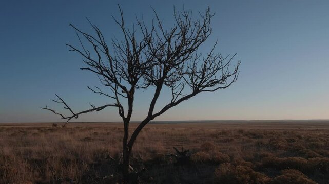 Tree in the Middle of nowhere Roy, NM