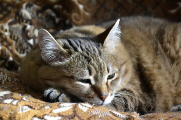 cat's green eyes close up
