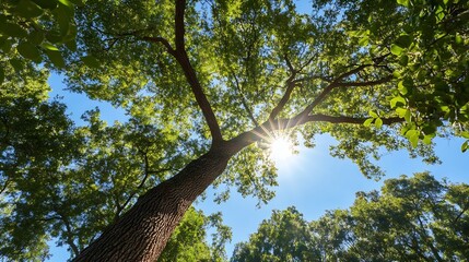 Fototapeta premium Majestic sun rays shining through lush green leaves of a towering tree in a serene forest : Generative AI