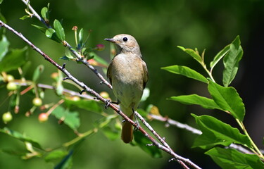 Redstart bird