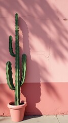 Cactus Casting Shadows Against a Pink Wall in a Vibrant Outdoor Setting