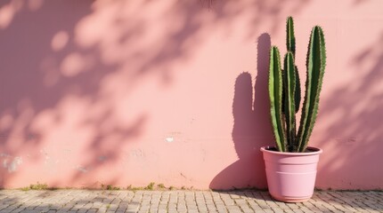 Cactus in a Pink Pot Against a Pastel Wall in a Sunny Outdoor Setting