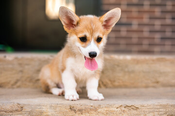 Little fluffy one-month-old Corgi puppy sitting on a concrete step on the porch.