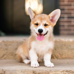 Little fluffy one-month-old Corgi puppy sitting on a concrete step on the porch.