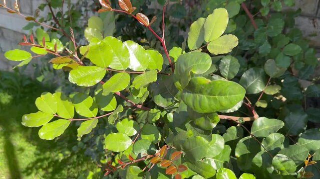 Young shoots and leaves of the Ceratonia siliqua plant. Flora of Israel. Windy weather