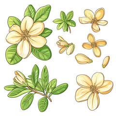 Collection of argan leaves and flowers in clip-art style