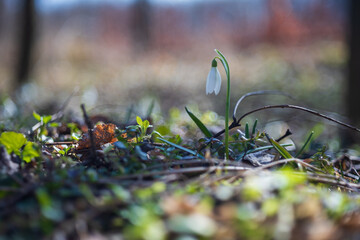 Spring white flower Snowdrop - Galanthus in wild forest