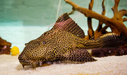 A closeup shot of a Pterygoplichthys gibbiceps Gibby Pleco resting on the sandy bottom of an aquarium, showcasing its unique patterned skin and prominent sailfin.