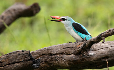 King fisher