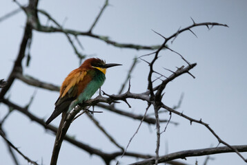 Bee-eater
