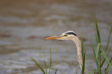 Heron