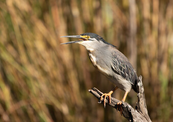 Heron