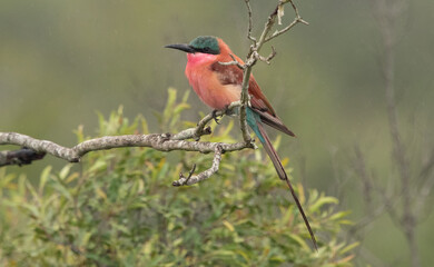 Bee Eater