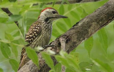 Woodpecker