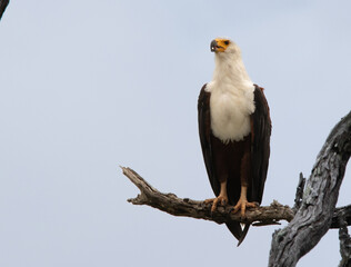 FIsh Eagle