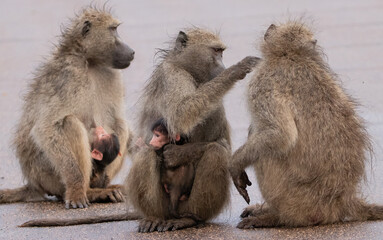 baboon mother and baby