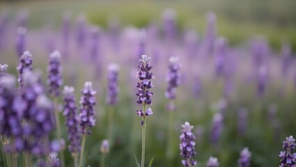 Lavender flowers blooming in a field of purple and green