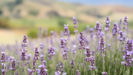 Obraz premium Lavender flowers blooming in a field with rolling hills in the background