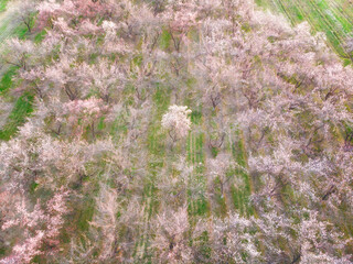 Blooming peach orchards in Uzbekistan, quadrocopter shooting