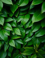Fototapeta premium Full Frame of Green Leaves Pattern Background, Nature Lush Foliage Leaf Texture, tropical leaf. White tone