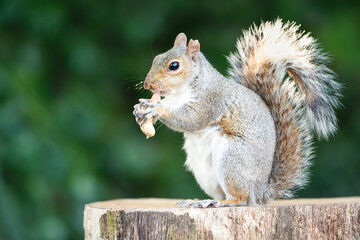 Grey squirrel eating nut on a tree stump