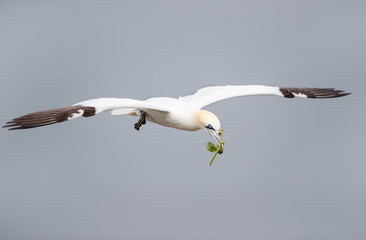 Northern gannet in flight carrying nesting material