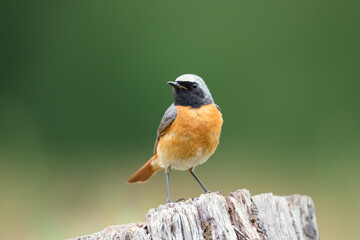 Portrait of a common redstart perched on a tree stump against clear green background