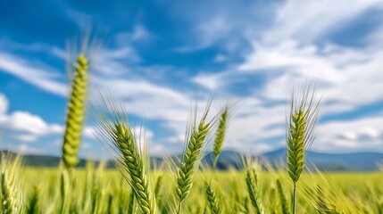 Obraz premium Vibrant green wheat field under a broad sky with stunning clouds showcasing nature's beauty : Generative AI