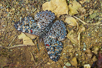 Fototapeta premium Brilliantly colored blue cracker butterfly (Hamadryas feronia) on the soil. Red and blue hues. Close up