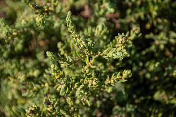 Suaeda marítima en la costa norte de Fuerteventura. 
