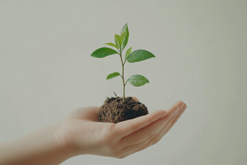 Hand holding a small plant with soil, isolated on a white background.