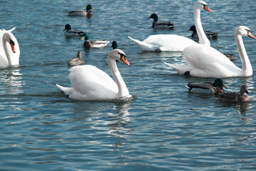A group of mute swans ,Cygnus olor, swimming on a river in spring. Background for designers and...
