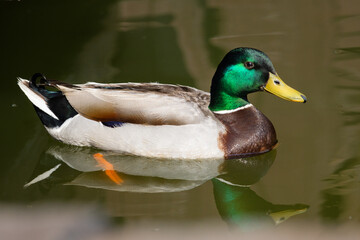 mallard with reflection in water