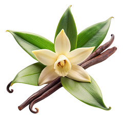 Delicate vanilla orchid showcases its creamy petals complemented by lush green leaves and two dark vanilla pods creating a stunning and fragrant display