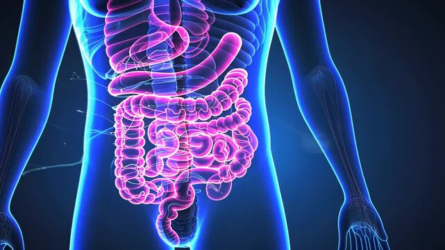 Darmerkrankungen und medizinische Visualisierung