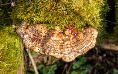 mushroom on tree in the forest