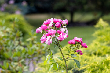 pink roses among spring greenery