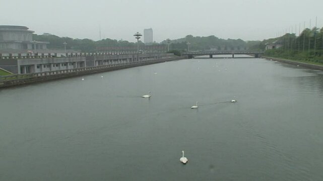 Swans in Kumsusan memorial palace lake, Pyongyang, North Korea