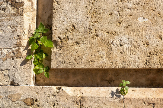 Parietaria judaica, spreading pellitory, grew on a stone fence...