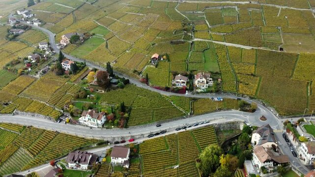 Drone footage descending over Lavaux, Switzerland's terraced vineyards in full autumn colors. Tilting upward view of winding roads and charming houses.