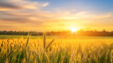 Golden Wheat Field at Sunrise with Bright Sunlight Illuminating the Landscape : Generative AI