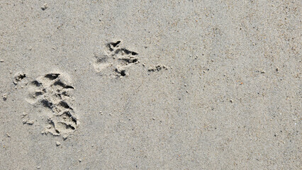 Top down beach sand with dog prints landscape 16:9