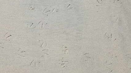 Top down beach sand with seagull tracks dotting the ground 16:9 landscape.