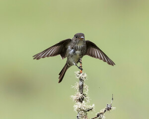 Olive-sided flycatcher (Contopus cooperi), a migratory species that travels from South to North...