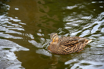 close up portrait of a female mallard duck swimming in The River Test Hampshire England