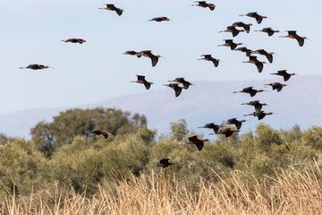 A flock of Glossy Ibises (Plegadis falcinellus) flying over the wetlands of Embalse de Arrocampo,...