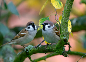 A House sparrow (Passer domesticus) on the wood