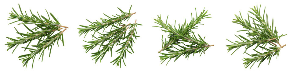 Obraz premium Set of Cluster of Rosemary Sprigs