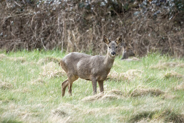 portrait of a pretty roe doe in the English countryside