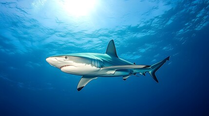 Fototapeta premium Silky Shark Silhouette Slicing Through Shimmering Blue Ocean Depths